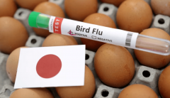 终对约1771万只鸡实施了扑杀