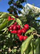 ”（邹易）其黄金产区如地方山谷、安第斯山